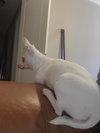 Gracie
