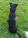 Pinky Laura's Dog
