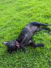 Pinky Laura's Dog