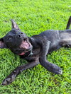 Pinky Laura's Dog