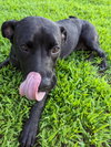 Pinky Laura's Dog