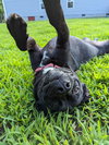 Pinky Laura's Dog