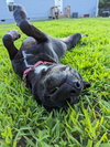 Pinky Laura's Dog