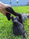 Pinky Laura's Dog