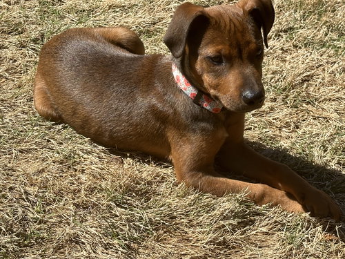 Rusty