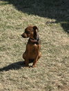 Rusty