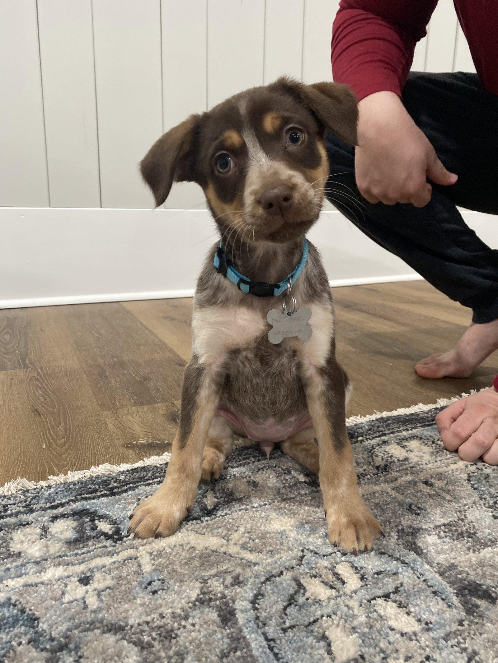 Dog for Adoption Zoe, a Australian Cattle Dog/Blue Heeler in Liberty