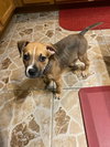 Pip