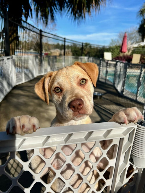 Mia