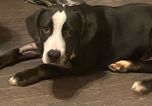 Nash