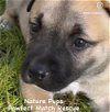 Halo - Nature Puppy