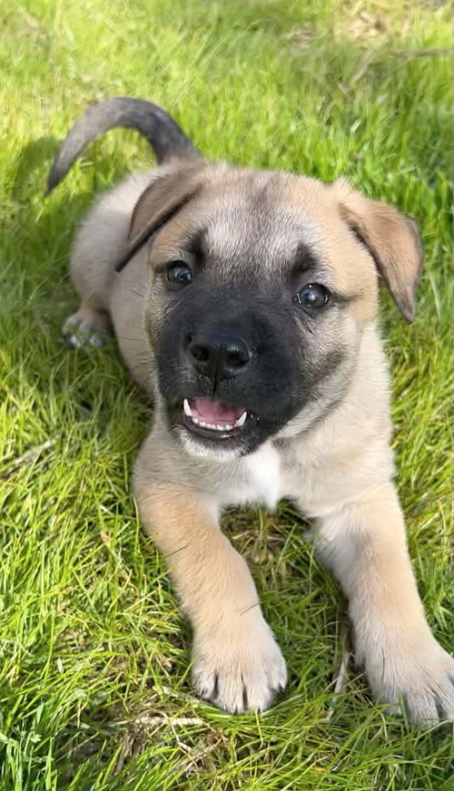 Halo - Nature Puppy