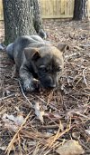Forest - Nature Puppy Litter