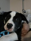 Bruno
