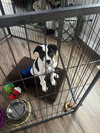 Bruno