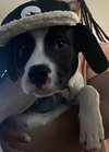 Bruno