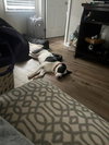 Bruno