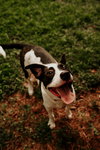 Bruno
