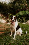 Bruno