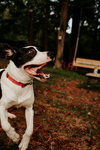 Bruno