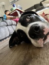 Bruno