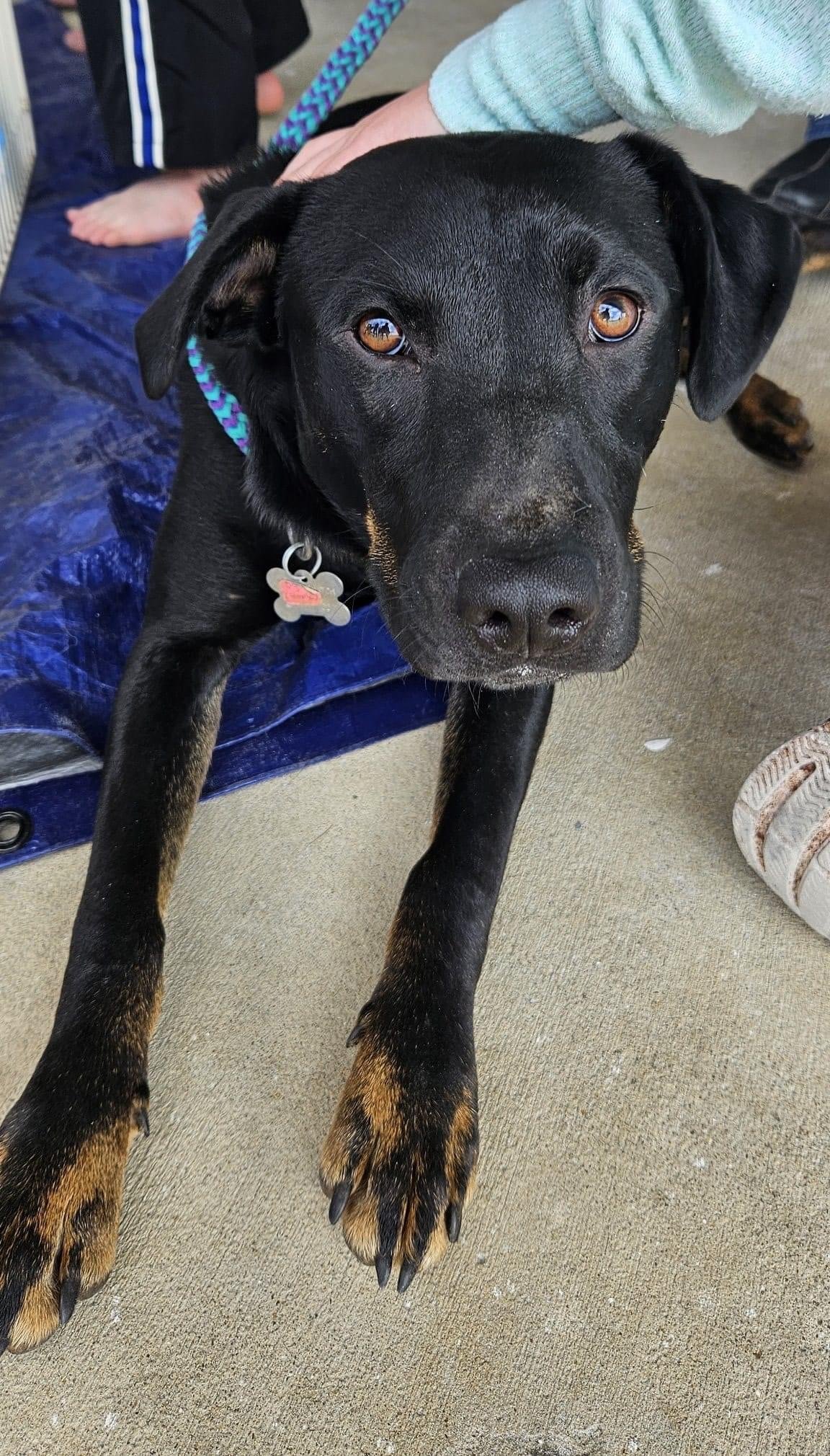 adoptable Dog in Holly Springs, NC named Easter Lily