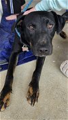 adoptable Dog in , NC named Easter Lily