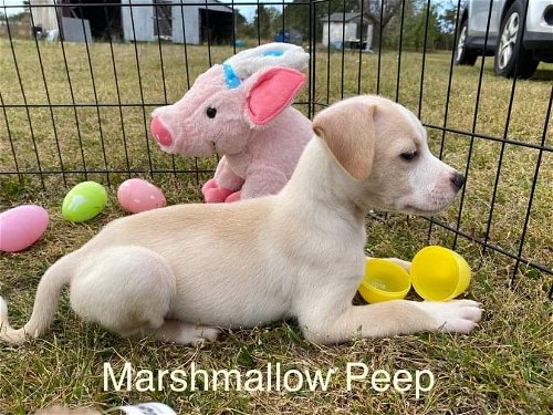Marshmallow Peep