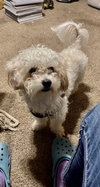 Archie