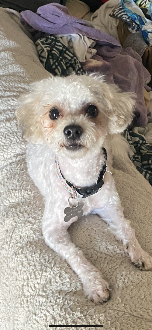 Archie