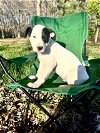 Patches: Jubilee litter
