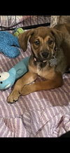 Marcie