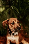 Marcie
