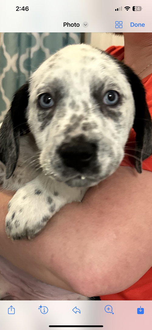 Marley