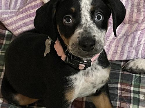 Molly
