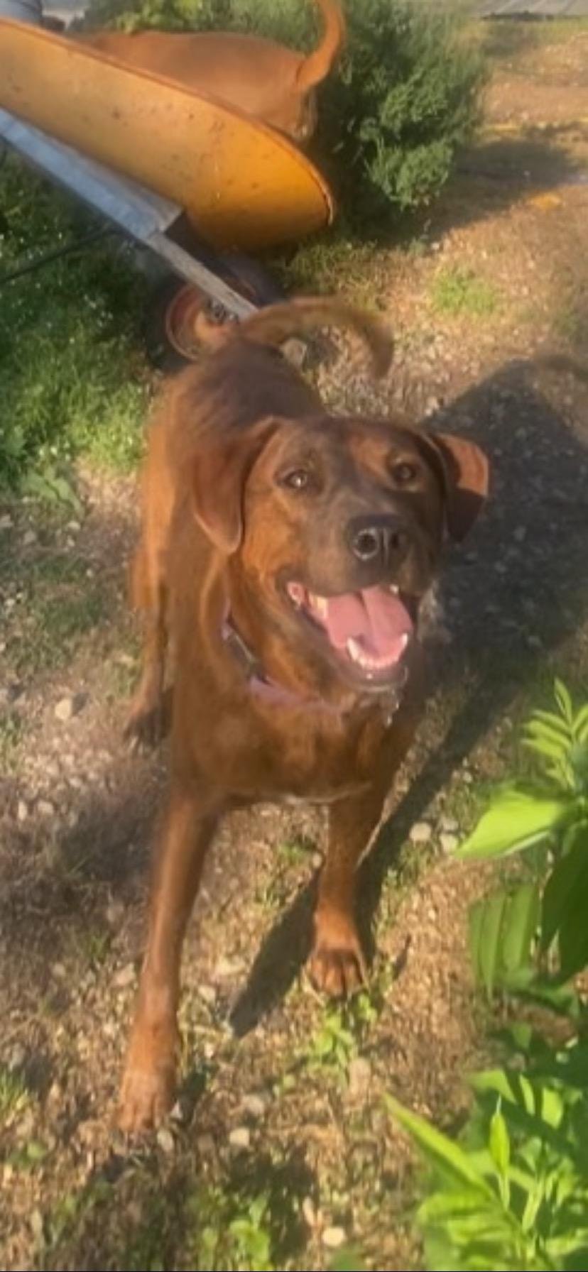 adoptable Dog in Holly Springs, NC named Sassy