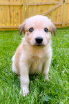 Koa: Helena's Litter