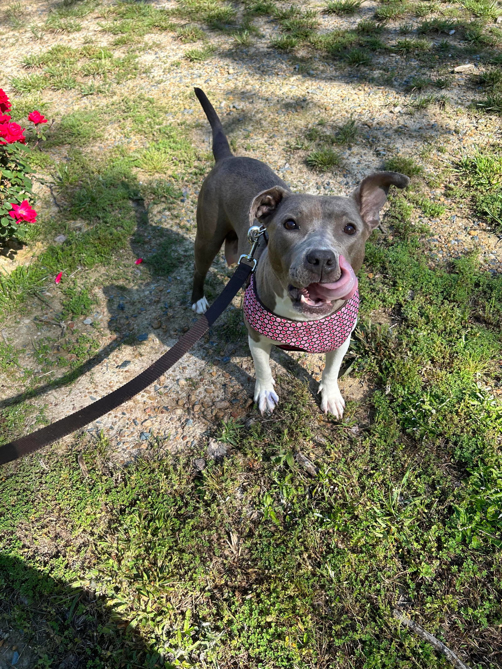 Dog For Adoption - Smokey The Mama Bear (national Parks Litter), A 