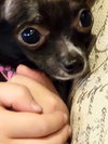 Gizmo
