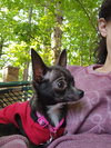 Gizmo