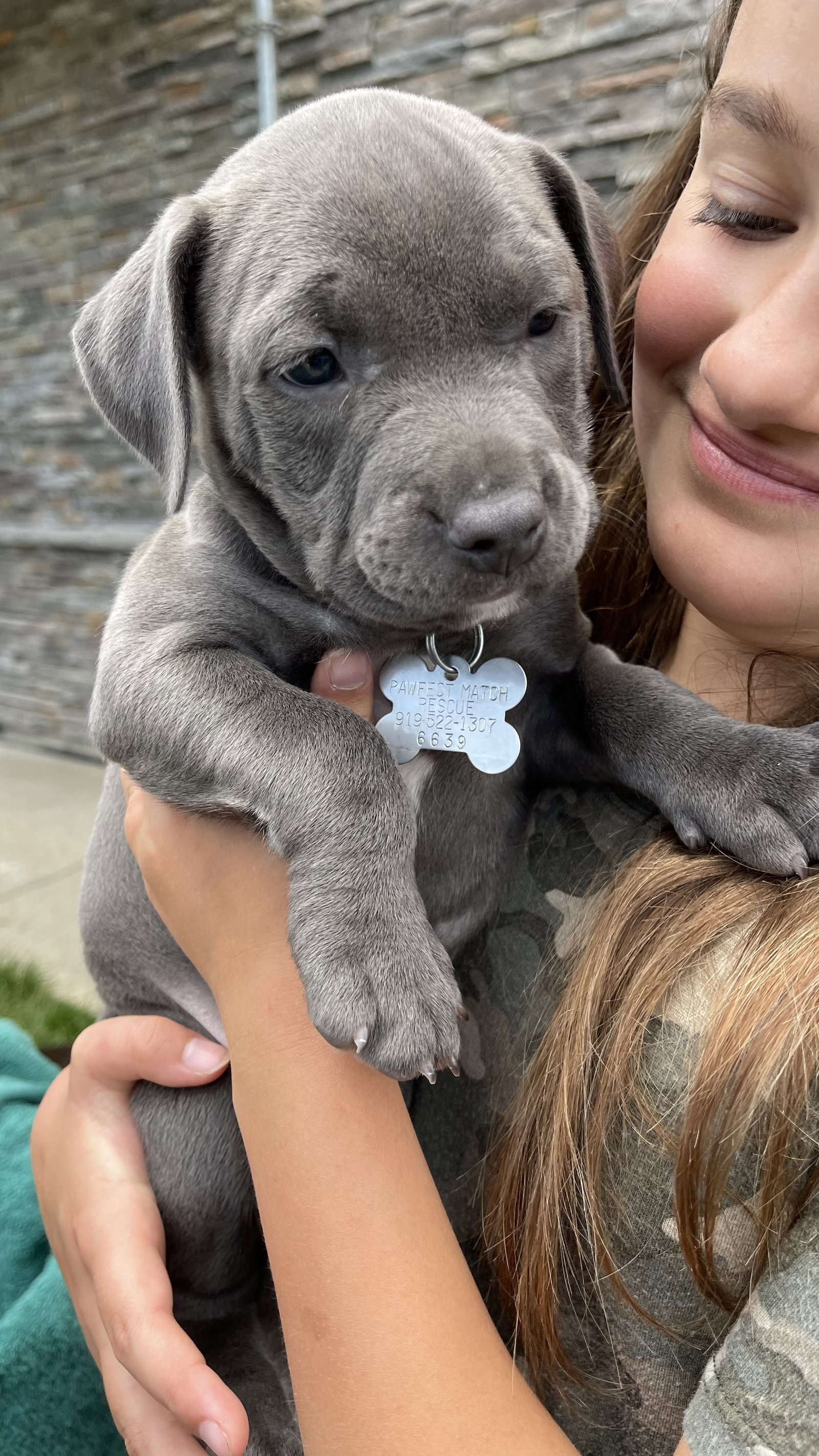 Dog for Adoption Yosemite National Parks Litter, a Labrador Retriever in Rolesville, NC