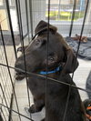 Winston