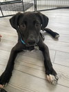 Winston