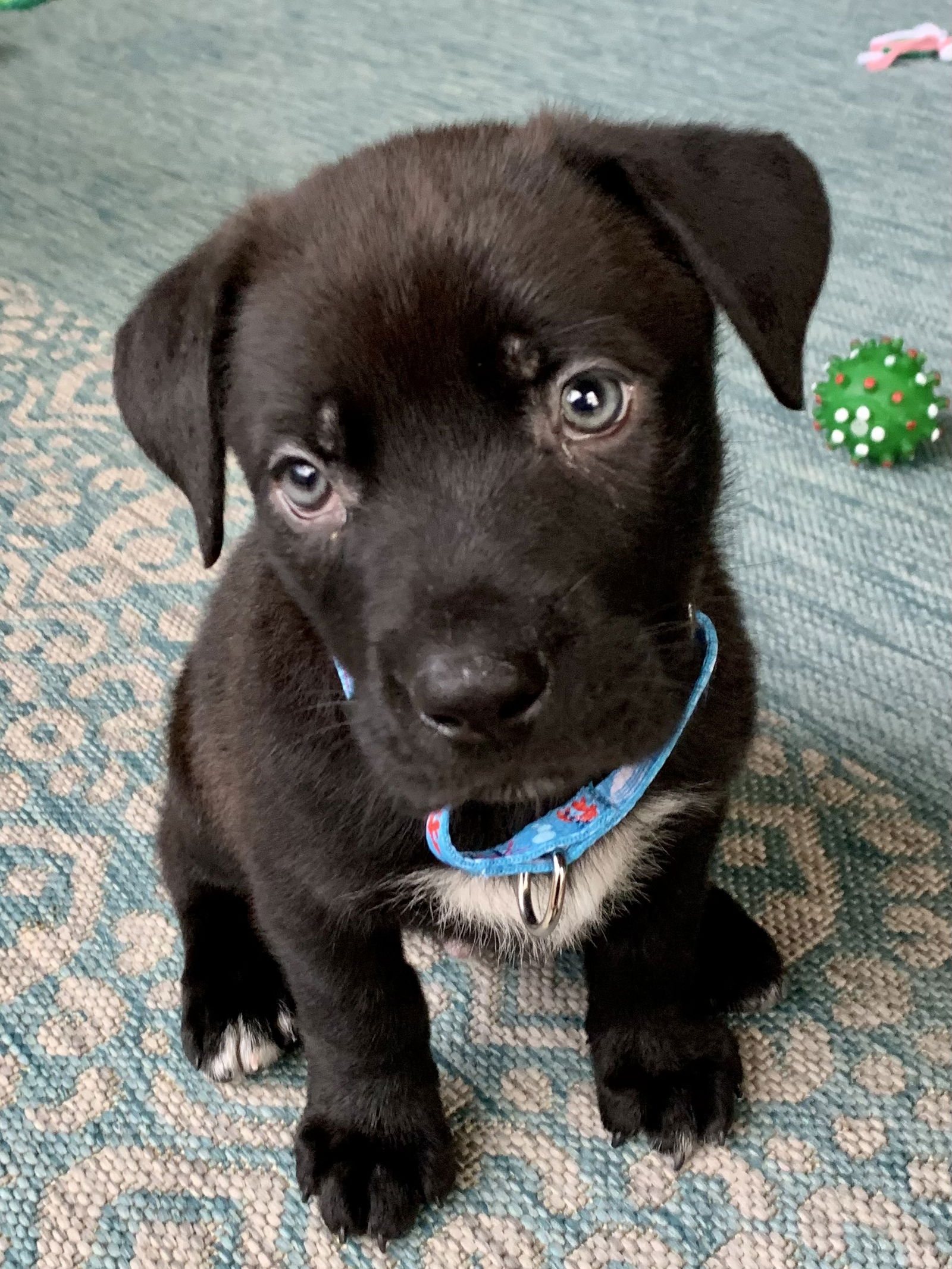 Dog for Adoption - Fireman, a Labrador Retriever in Fearrington Village ...