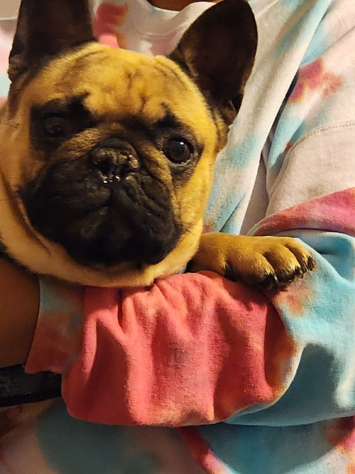 Hank