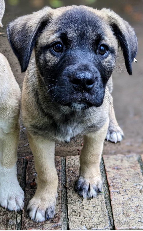 Sawyer
