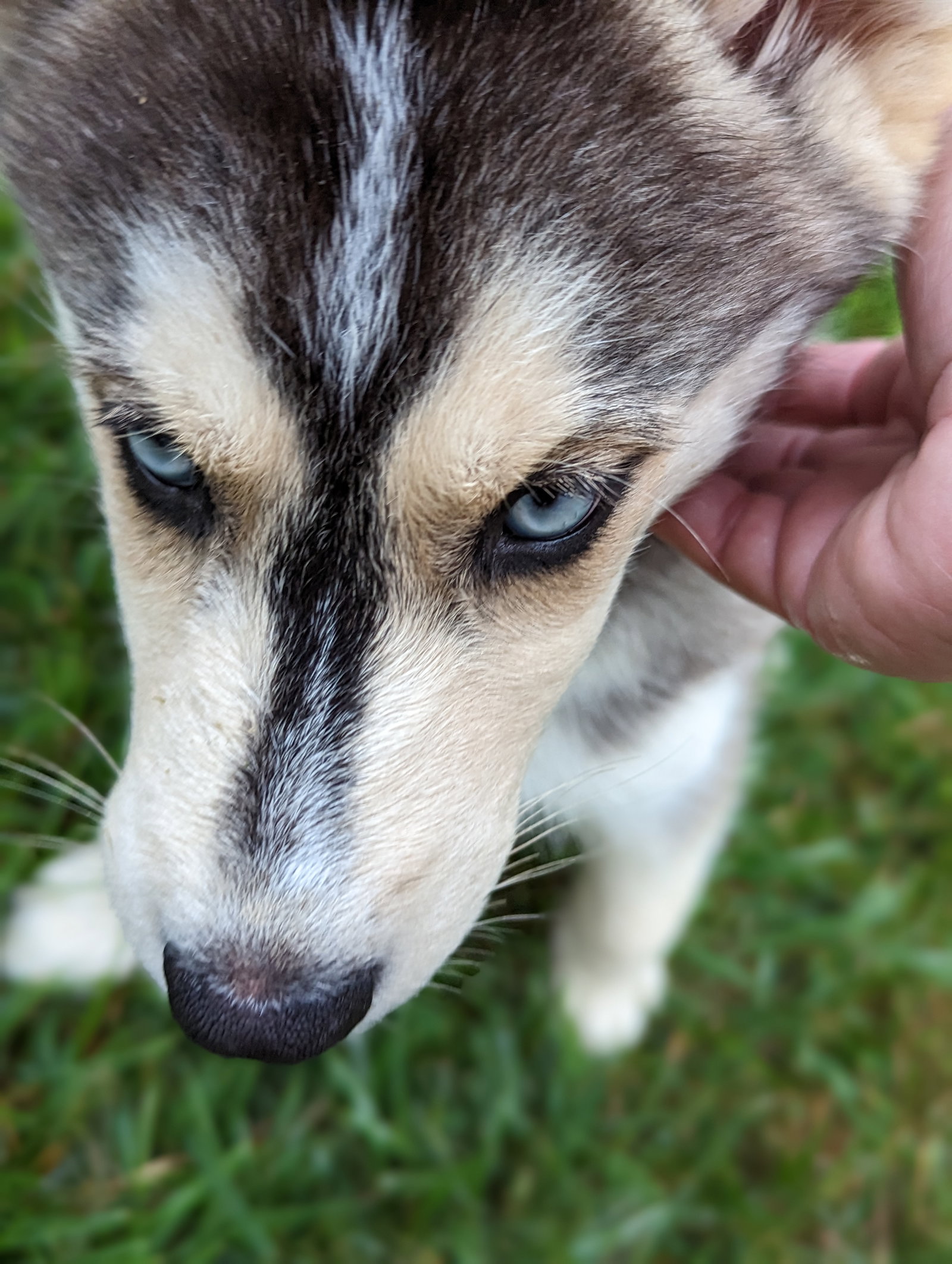 Dog for Adoption Avery, a Husky in Alamance County, NC Alpha Paw