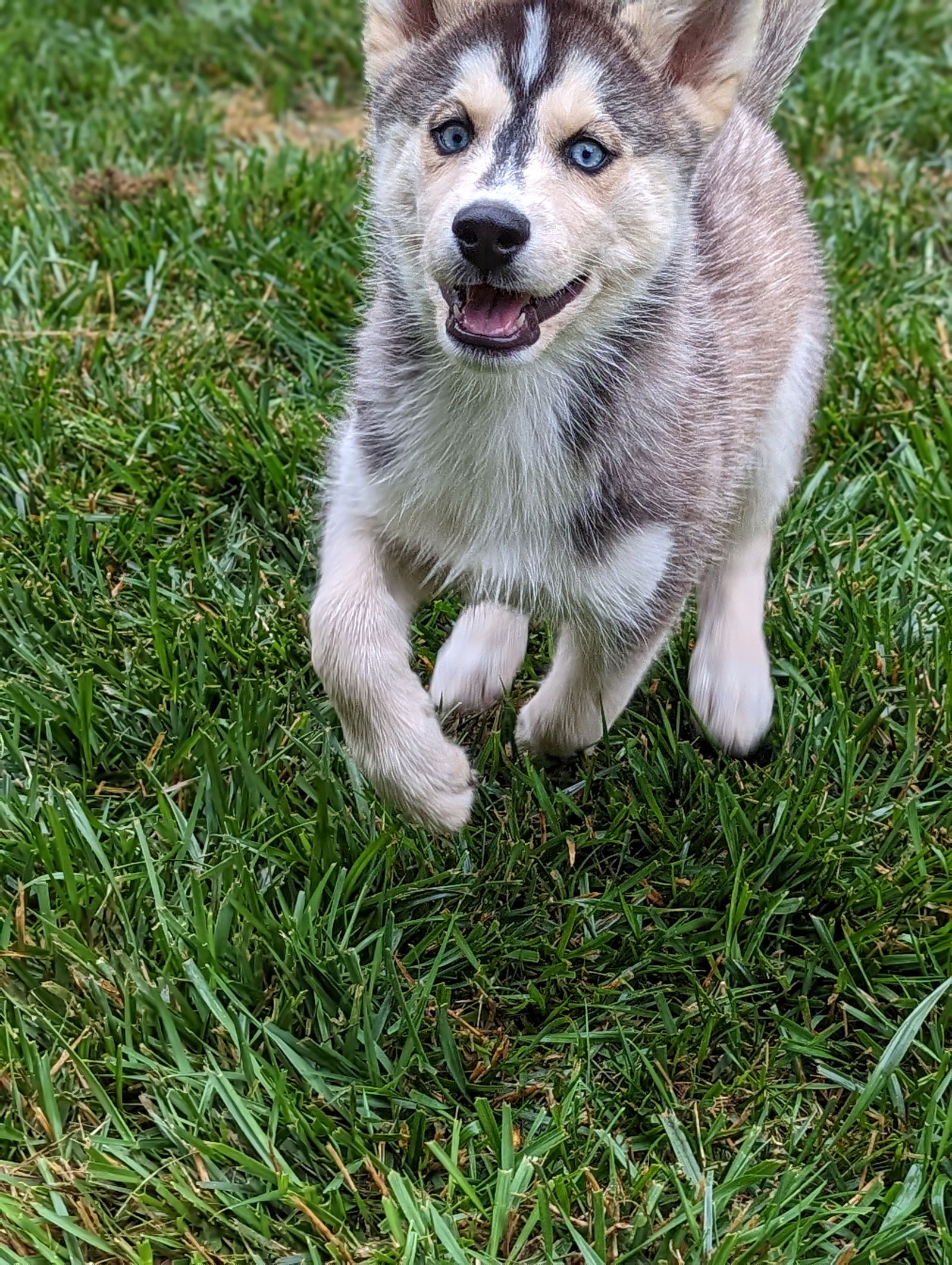 Dog for Adoption - Avery, a Husky in Alamance County, NC | Alpha Paw