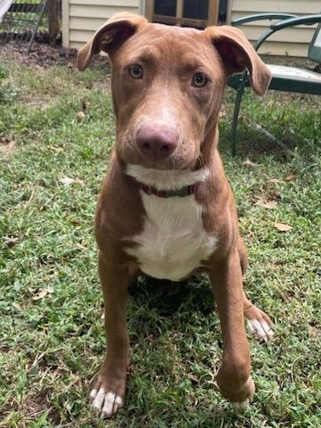 adoptable Dog in Holly Springs, NC named Clarey