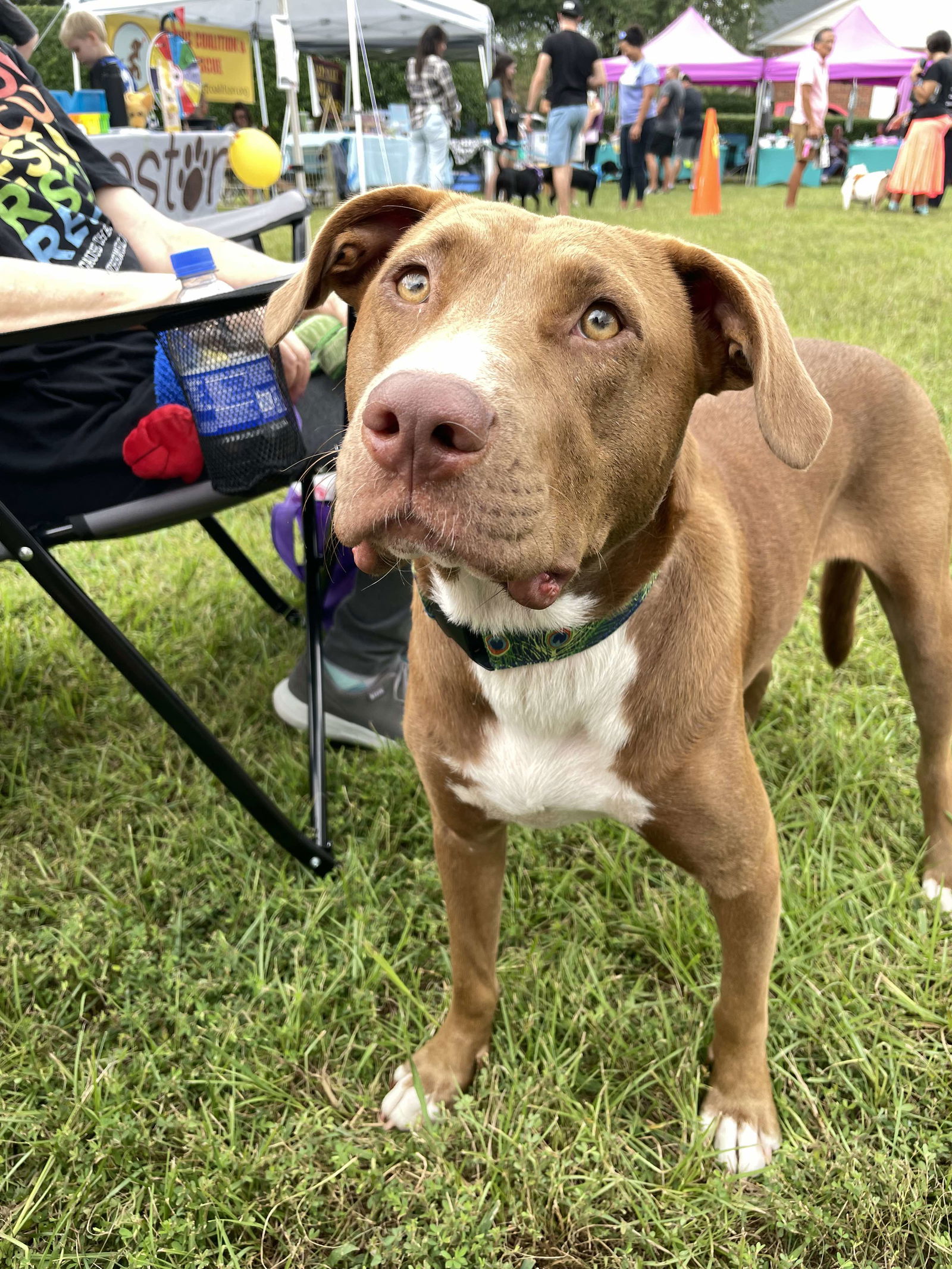 adoptable Dog in Holly Springs, NC named Clarey